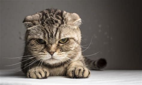 dişi kedilerde kızgınlık ne kadar sürer